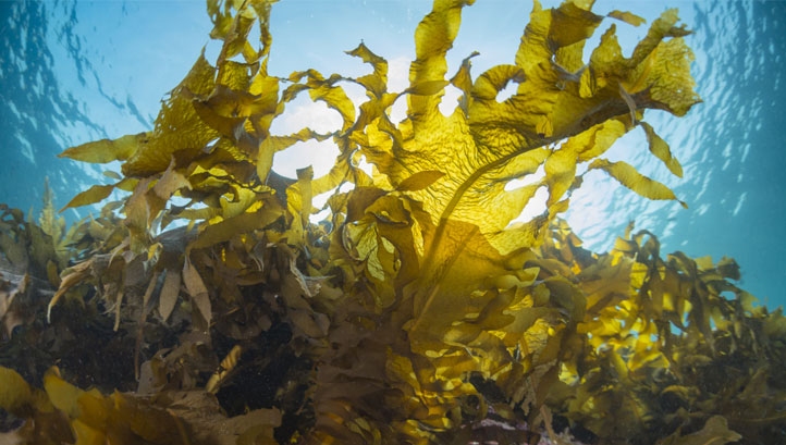 Seaweed animal feed and solar panels made from waste fruit: The best